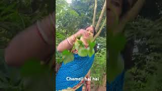 Chameli hai hai song tredingshorts song [upl. by Aihsitan]