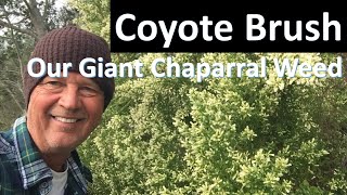 Coyote Brush  Giant Chaparral Weed Baccharis pilularis in Orange County Coto de Caza [upl. by Terrej843]