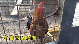 【須坂市動物園】ニワトリとシチメンチョウ [upl. by Nek]