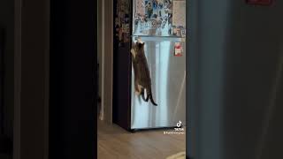 Food cats kittenadventures catfunny catsdaily catlover catvideos cute catventures funnycat [upl. by Sivek]