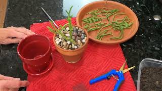 How To Propagate and Care for Crassula Muscosa Watch Chain Succulent Plant [upl. by Birdella]