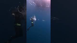 Bubble ring mastery freediving bubblerings art shortvideo [upl. by Chlo327]