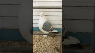 Oriental Satinette pigeon champion fancy fancypigeons oriental show thebest pigeons funny [upl. by Outhe]