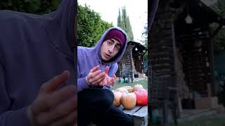 Les courges tu connaissais 🎃 nature youtubeshorts learn vegetable gardener pumpkin love [upl. by Enelrahs]