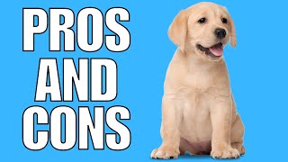 Labrador Retriever Pros amp Cons SHOCKING [upl. by Jeffrey99]