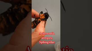 Acherontia atropos Sphingidae БРАЖНИК МЕРТВАЯ ГОЛОВА ВЫВЕЛСЯ В КУЛЬТУРЕ ДОМА [upl. by Mandych]