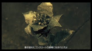 V6  野性の花（YouTube Ver） [upl. by Heer657]