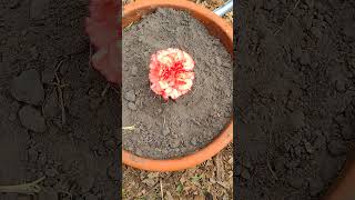 How to propagate carnations [upl. by Xuaegram341]