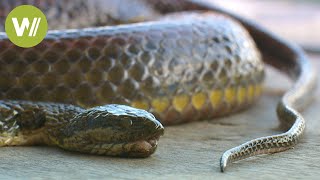 Schlangen in Kambodscha ein billiges Futter für die Krokodile [upl. by Garihc]