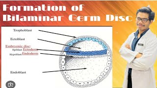 Changes in Embryoblast  Formation of Amniotic Cavity and Primary Yolk Sac [upl. by Sibeal]