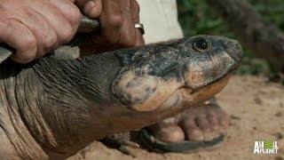 Massive Turtles Not as Slow as You Think  River Monsters [upl. by Duma]