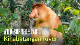 Wild Borneo  Kinabatangan River  Birds and Wildlife of Abai and Riverside Lodge  Malaysia 2024 [upl. by Ainattirb721]