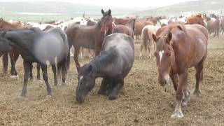 Sombrero herd settling in at the ranch May 7 2017 [upl. by Henriette]