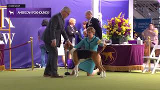 American Foxhounds  Breed Judging 2024 [upl. by Wennerholn]