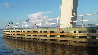 Caloosahatchee River Sanebel Bridge boat cruise [upl. by Edals]