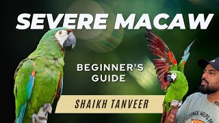 Severe Macaw  Complete Guide  Detailed Review  Chestnut Fronted Macaw  Mini Macaws [upl. by Mij]