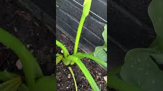 ZANTEDESCHIA HERCULES Still trying to flower after the snow [upl. by Ridgley]