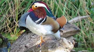 Mandarin Duck in the Sacramento Valley [upl. by Whitcher732]