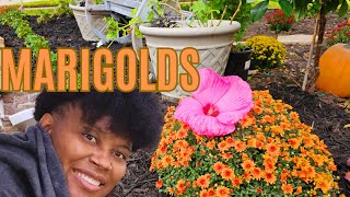 Gardening in the Rain⛈️ Planting Marigolds amp Mums  Mulch time 🌱 [upl. by Yot]