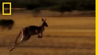 Dingo vs Kangaroo  National Geographic [upl. by Lupien]