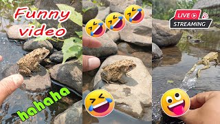 Catching frog funny make you laugh  funny cute animal  funny catc frog for fun [upl. by Methuselah]