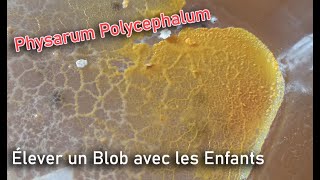 Élever un Blob sur Gélose [upl. by Noll]