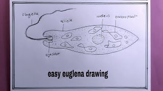 how to draw euglena easyeuglena drawing [upl. by Ahsita]