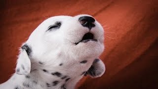 Puppies Barking  Cute Puppies Barking Compilation [upl. by Nnylimaj330]