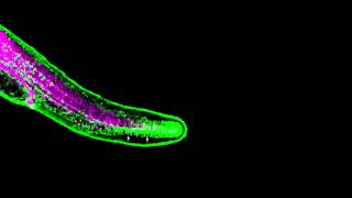 Zebrafish fin development [upl. by Liss862]