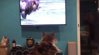 chat qui regarde la TV [upl. by Mcgrody]