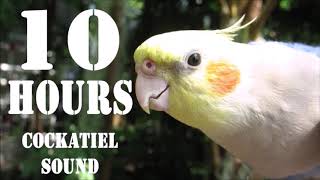 Cockatiel Sound 10 Hours Cockatiel Singing for Cockatiels [upl. by Burkhardt]