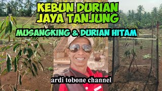 Kebun durian musangking dan durian hitam [upl. by Isak882]