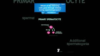 Which of the following cells goes through mitosis during spermatogenesis quiz humananatomy [upl. by Cassandry]