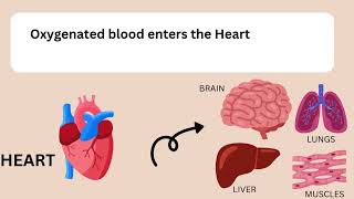 How blood circulate in body  The CARDIORESPIRATORY system  Study of Science [upl. by Fredelia]