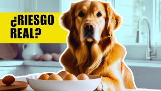 ¿Pueden los Perros Comer HUEVOS ¡La Verdad Revelada🥚🤔 [upl. by Nileve529]