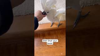 My parrot is the boss of the dog 😂 cockatoo parrot labrador dog friends funnyanimals [upl. by Nytsirk]