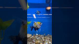 Beautiful Angelfish At Petco angelfish [upl. by Aitan715]