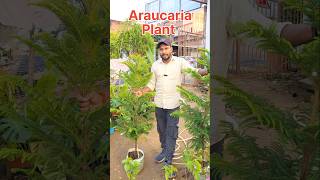 Araucaris Big Size Show Plant  खूबसूरत पौधे जिसे अपने बगीचा में जरुर लगाएं youtubeshorts plants [upl. by Ellecram853]