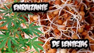 Como Hacer Enraizante Natural Con Lentejas  Germinan Siempre  La Huertina De Toni [upl. by Gusella]