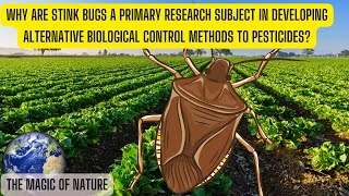 Why are stink bugs a primary research subject in developing alternative biological control methods [upl. by Garth]