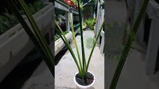 Sansevieria erythreaeae varigated sansevieria plants shorts [upl. by Ivets]