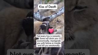 Kiss of love kiss of death kiss of life zehrlagtihemje love nature lion [upl. by Eelaras]