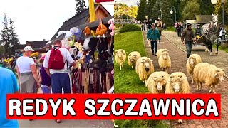 Szczawnica Wieka parada zwierząt Turyści już zacierają ręce [upl. by Nwahsid939]