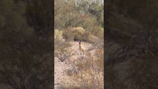 Coyote goes for a slide wildlife coyote coyotes nature foxpro [upl. by Nosraep]