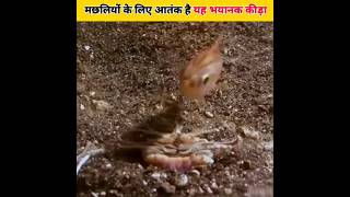 Bobbit Worm 😲 समुद्र का एक भयानक कीड़ा shorts youtubeshort shortvideo viralshort [upl. by Giliane]