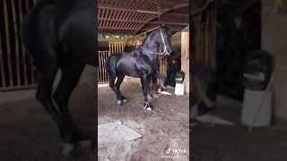 Videos de Caballos Bailando  Caballos de paso fino  Estados para WhatsApp  caballos [upl. by Haswell]