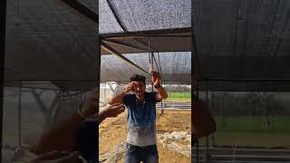 Fogger Irrigation System  Fogger Sprinkler  How Does it Worksfunwithroyal420 [upl. by Varipapa]