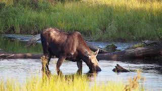 Moose Sighting at Moosehead Lake Greenville Maine [upl. by Wayne]