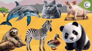 Vibrant Animal World Dolphin Cat Pig Panda Zebra Duck and Sloth [upl. by Hselin]