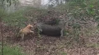 Fiesty dog gets eaten by a crocodile [upl. by Iturk]